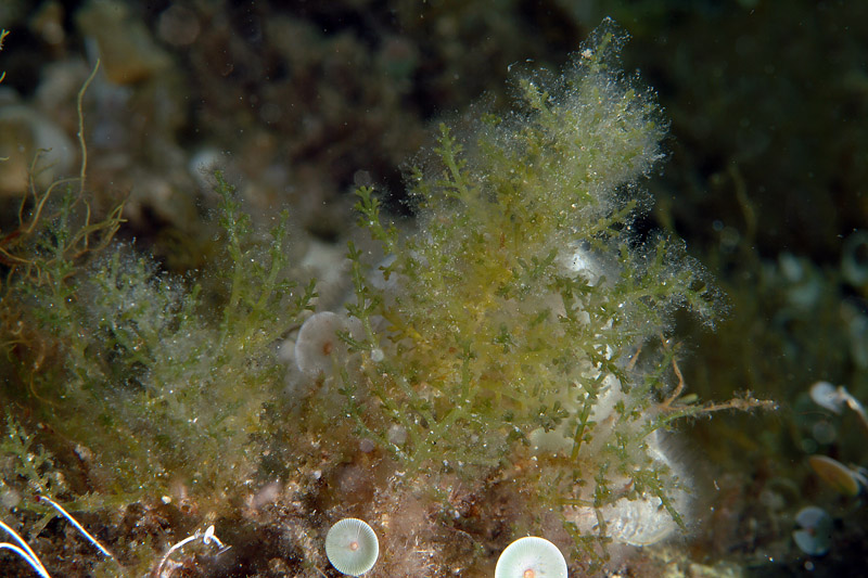 Acetabularia acetabulum e Caulerpa racemosa